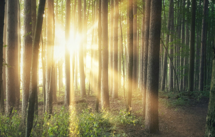 A brilliantly sun lit forest